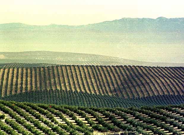 OLIVE PLANTATION IN SPAIN
